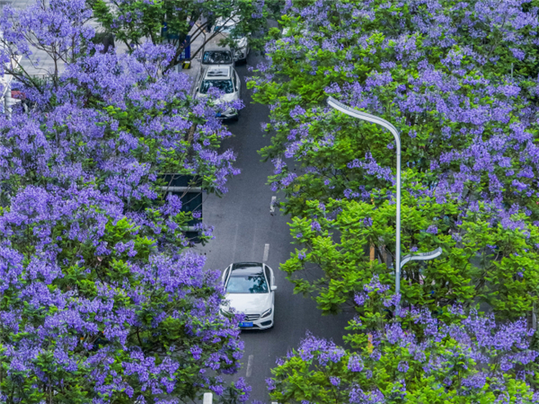 雅安：藍(lán)花楹開滿枝 市區(qū)街頭添美景