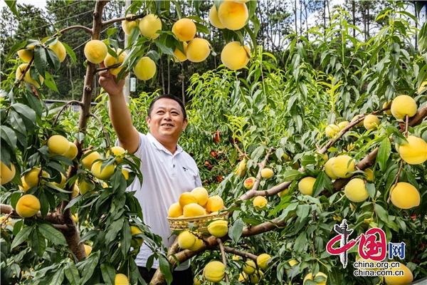 石棉：又香又脆又甜的石棉黃桃開秤上市了