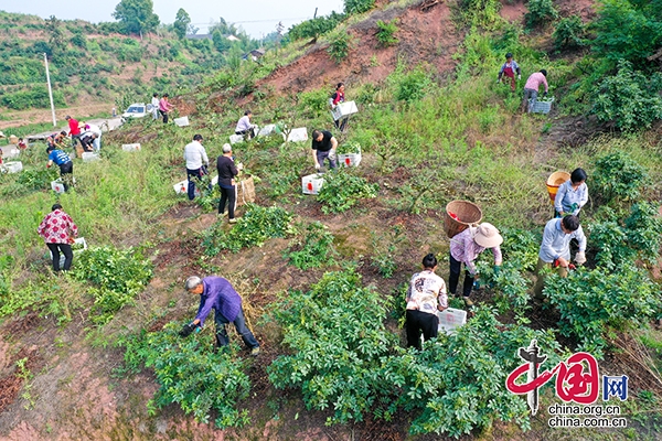 瀘州合江：花椒採摘正當時