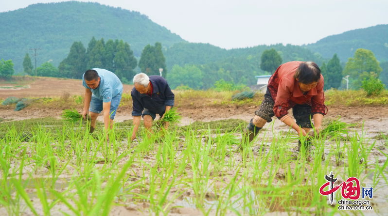 四川西充：計劃完成水稻種植20.8萬畝