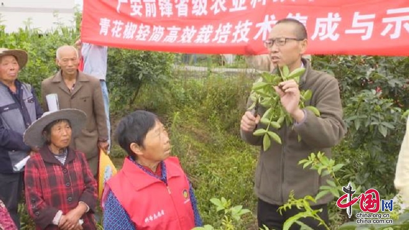 “田间课堂”奏响增产“椒”响曲