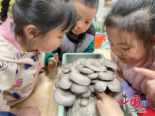 我們的“菇”事——江陽區龍騰路幼兒園開展種植活動