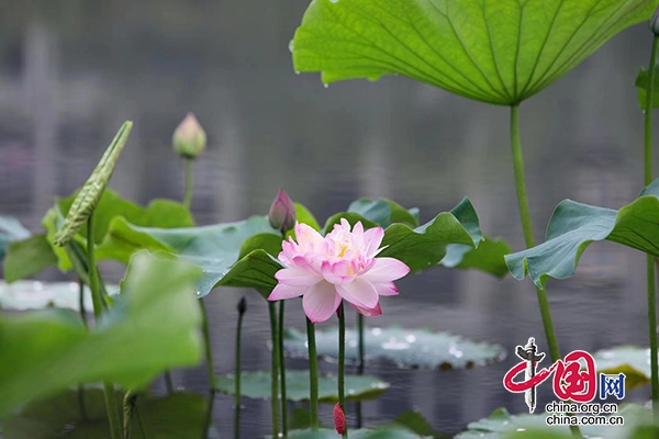 合江：夏雨至 荷滿園