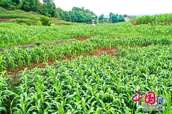 瀘州合江：種植高粱保增收