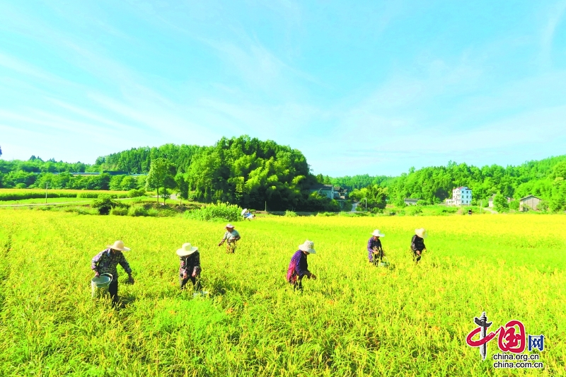 四川西充：黃花遍地熟 采收正當時