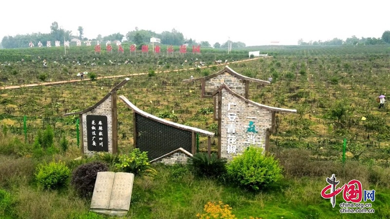 一麻当“仙”！前锋区万亩青花椒喜迎收获