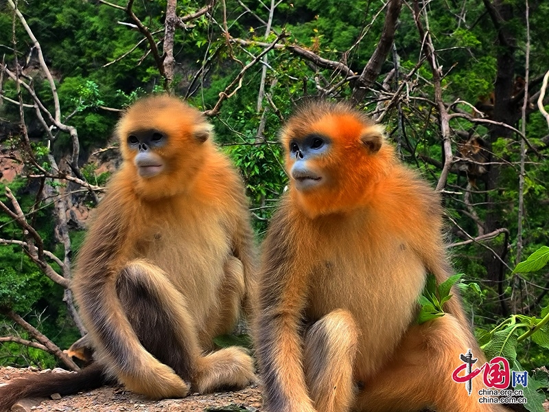 九寨沟县：白河国家级自然保护区川金丝猴种群数量持续增长