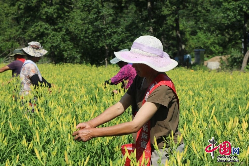 綿陽梓潼：6月黃花菜喜獲豐收 每畝產(chǎn)值超過6000元