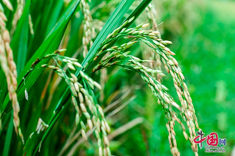 自贡：农商产品拥抱互联网 京东上可以购买富顺再生稻大米