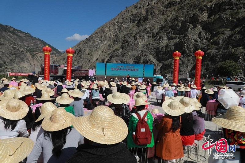 小金县举行第四届高原玫瑰采摘季活动