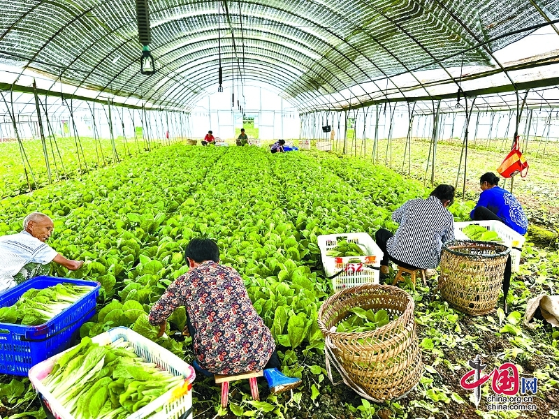 种植面积32万余亩 年产蔬菜25万吨|四川嘉陵区做大“菜园子” 拓宽致富路