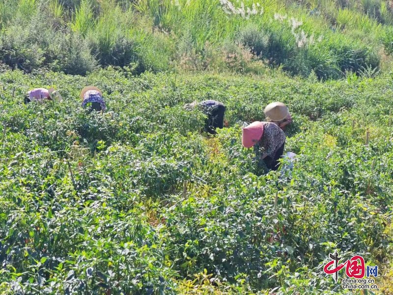 双流黄水：新理念“进山” 土特产“出山”