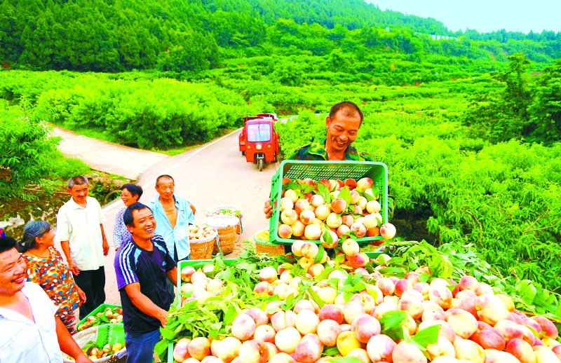 四川西充：一顆香桃壯大甜蜜産業