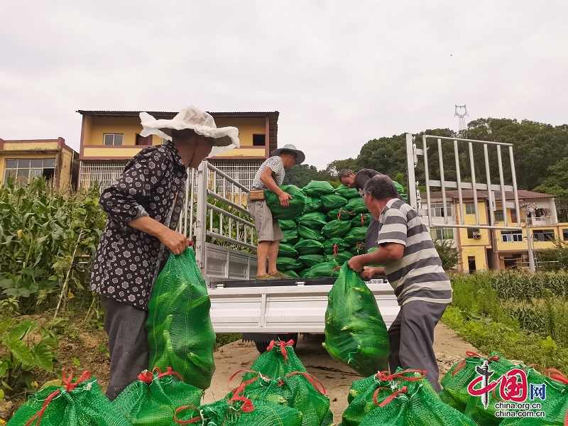 鄰水：水果玉米喜獲豐收 村民腰包越來越鼓