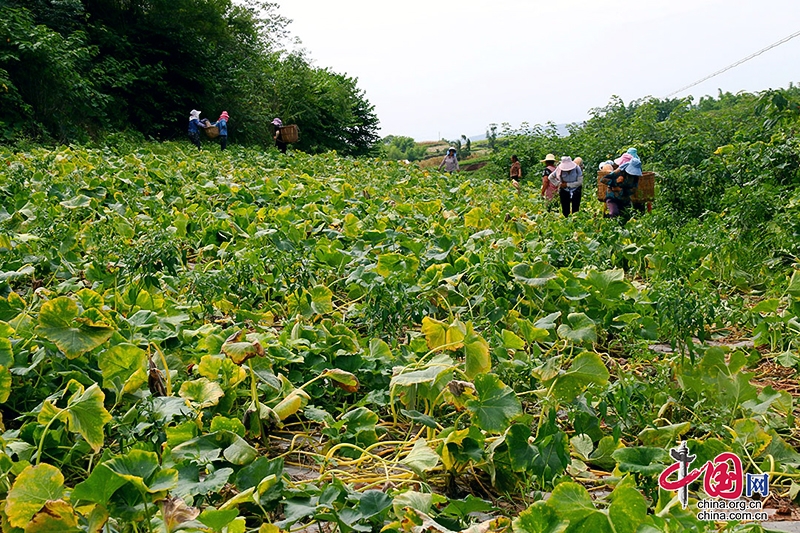 自贡市荣县乐德镇天宫庙村密本南瓜获丰收农户笑开颜