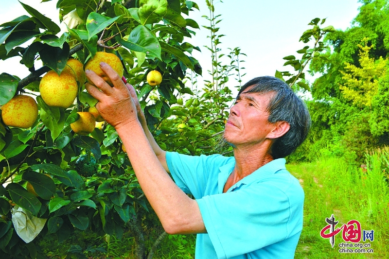 四川南部縣翠冠梨走出國門