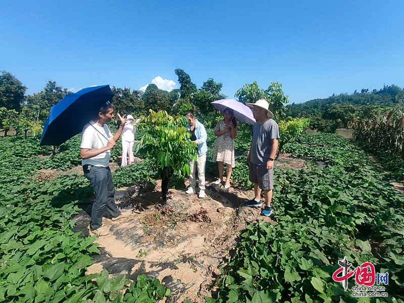 自贡富顺县：首席专家支招怀德“桂圆” 静待“脆蜜”收获季