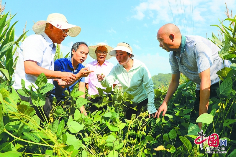 四川南充市農科院專家到西充縣田間地頭“傳經送寶”