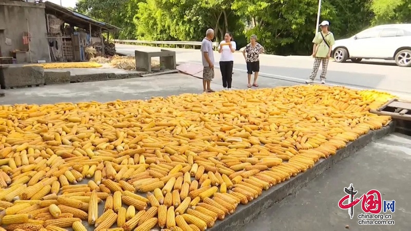岳池：23万亩玉米成熟 家家户户收获一派金黄