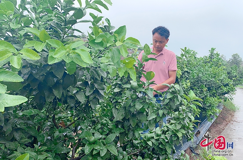自贡富顺县：扎根农村一线  产业振兴显担当