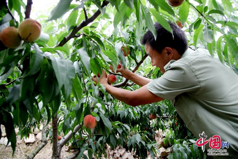 四川平武：萬畝蜜桃迎豐收 “甜蜜”產(chǎn)業(yè)助振興