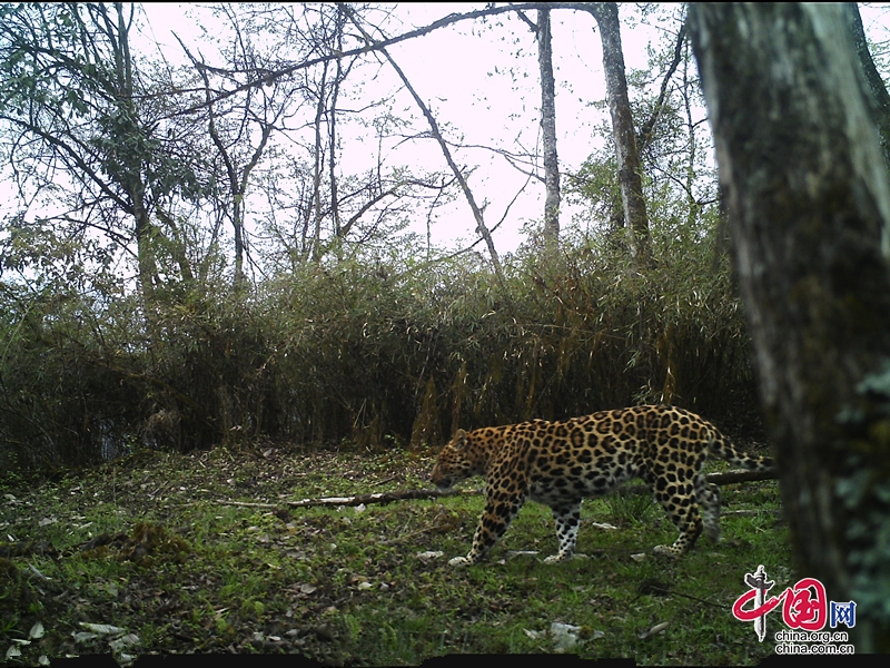 在四川寶興大熊貓國家公園裏，捕捉到國家一級重點保護野生動物——雪豹的活動軌跡