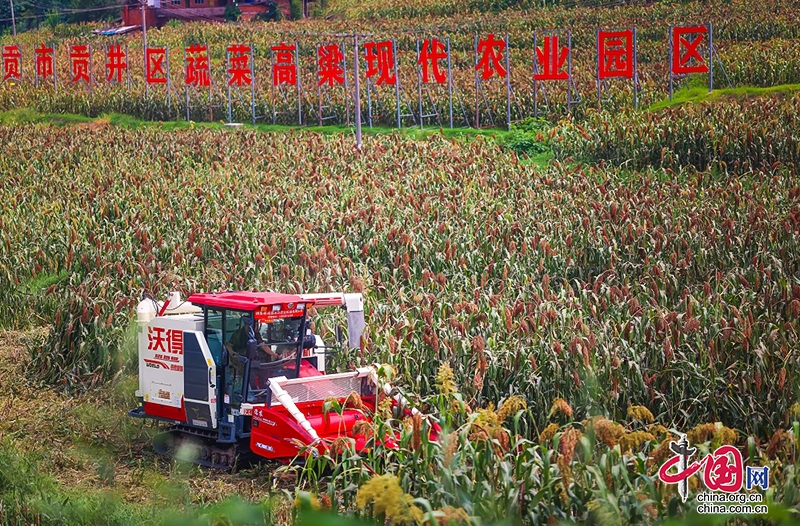 又是一年高粱红 自贡市贡井区4万亩高粱迎丰收