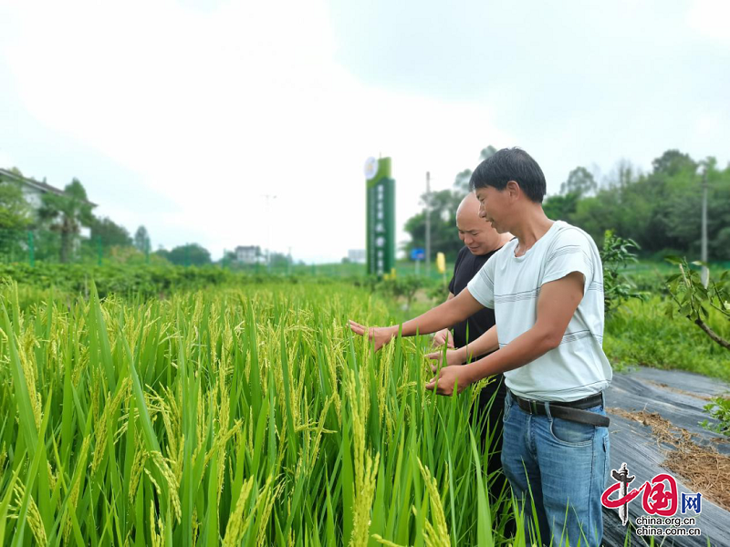 鄰水：旱地里種出“金稻穗”