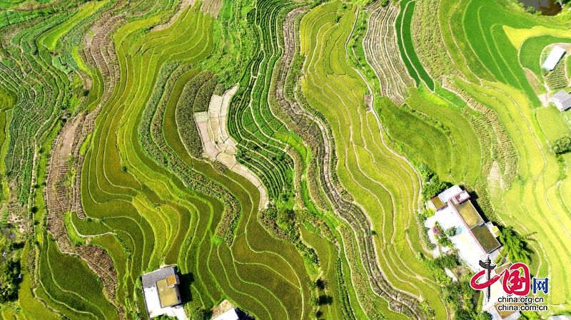 高县：稻香弥漫 梯田风景如画