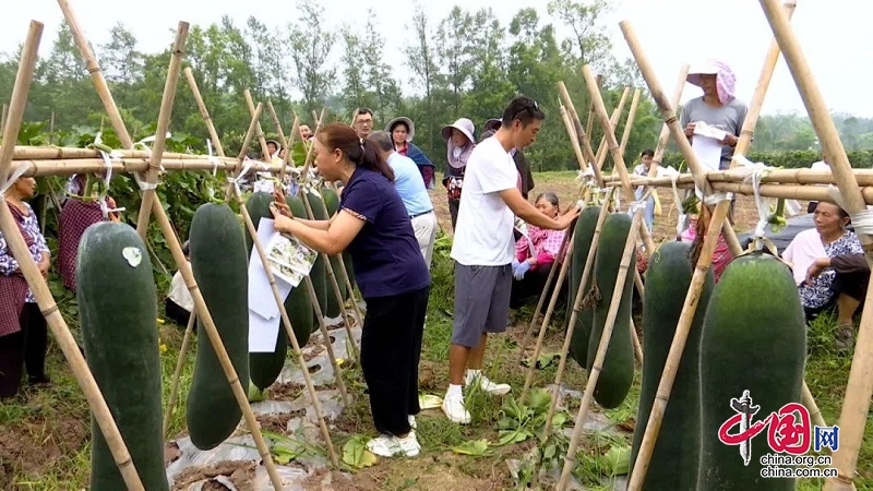 岳池縣顧縣鎮(zhèn)：產(chǎn)業(yè)經(jīng)濟大發(fā)展 鄉(xiāng)村振興大提速