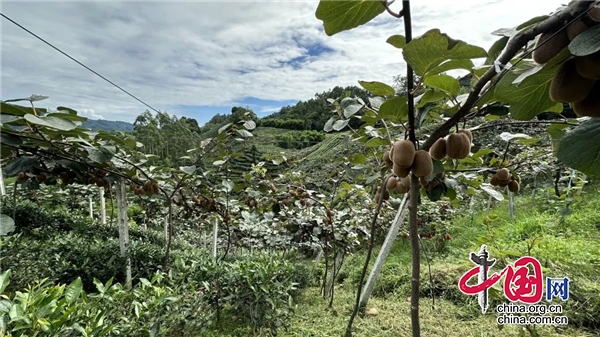 名山區安吉村：2000余畝獼猴桃即將上市 特色産業助力鄉村振興