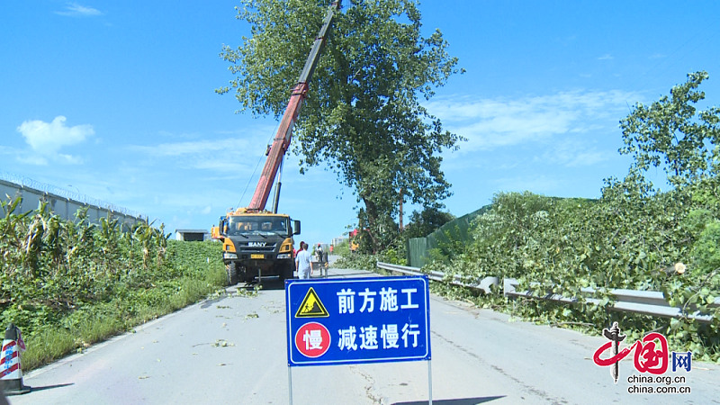 護路暢安！前鋒區(qū)集中清理枯死行道樹進行時