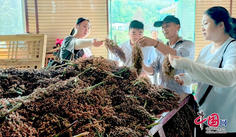 屏山：高粱熟来映红致富路