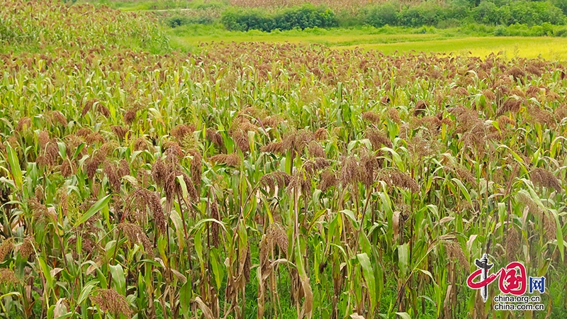 自贡沿滩区：艳阳照高粱红 机械化作业助农增收