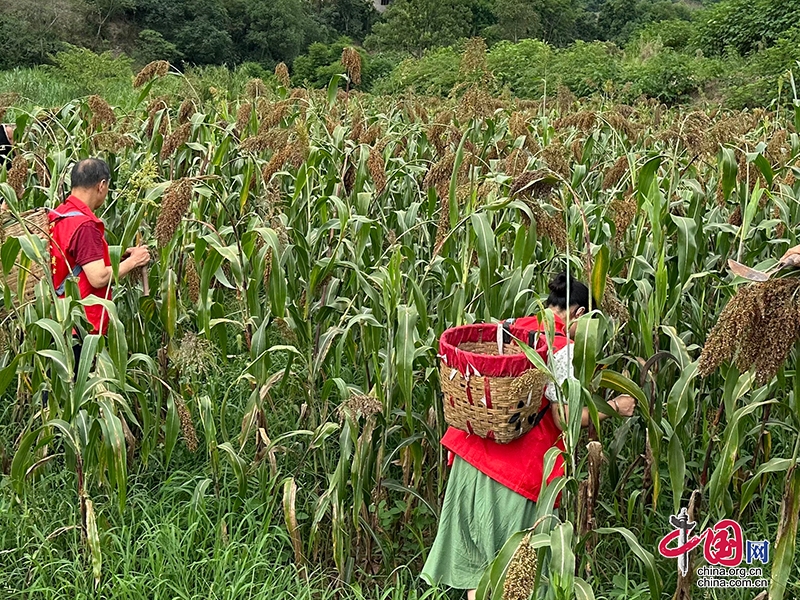 瀘縣兆雅鎮：鄉賢在撂荒地種出“金高粱”