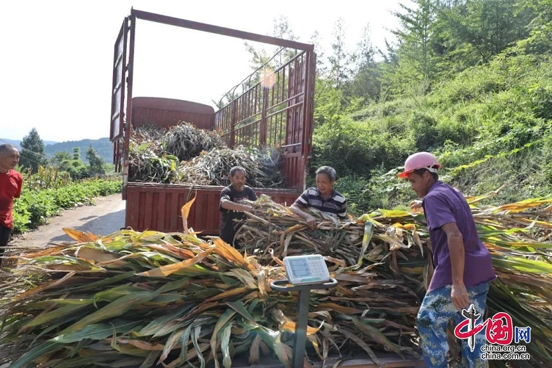 岳池縣：千噸秸稈變廢為寶 助力消除森林火災(zāi)隱患