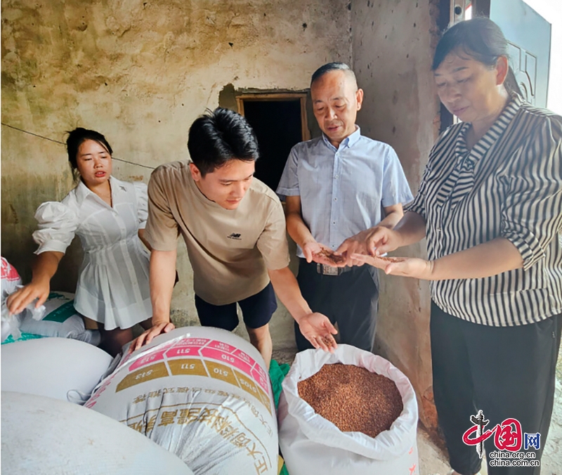 自贡贡井区：高粱喜丰收 销路不用愁