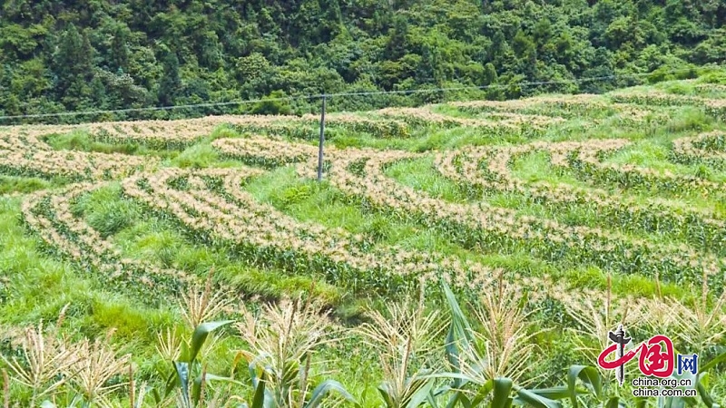 鄰水：300畝甜玉米“甜蜜”上市