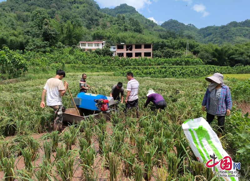 可久镇人大代表助力秋收 打造好“丰”景