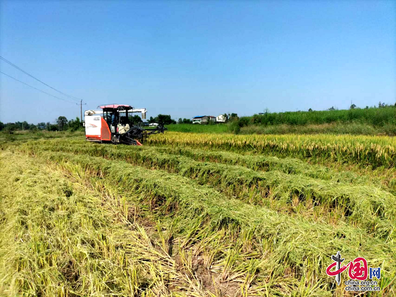 岳池縣石埡鎮(zhèn)：水稻豐收正忙