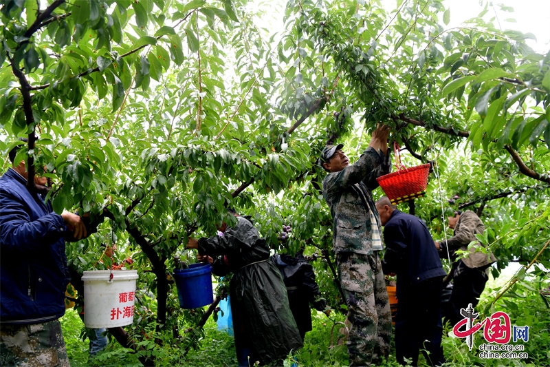 汶川：红脆李迎来成熟季 线下线上齐发力助力村民销售
