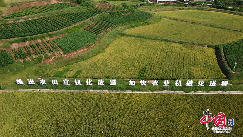 自贡富顺县：瓜果飘香谷满仓 翠绿沃野绘新景