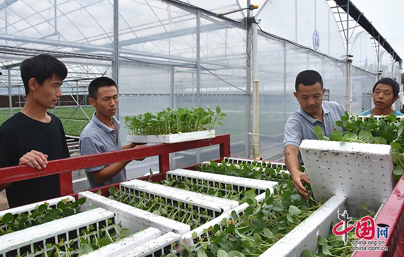 自贡荣县：用一棵菜“蔬”写乡村振兴新图景