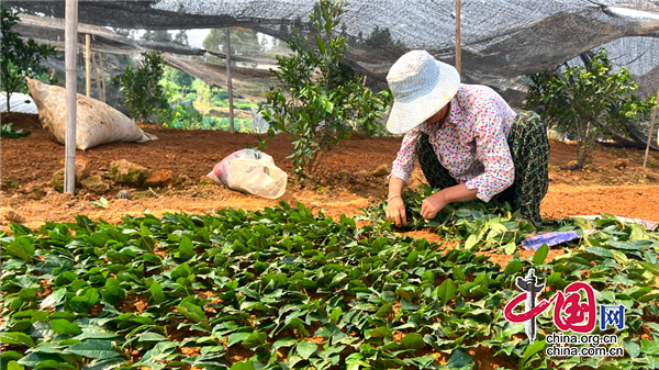 名山：小小茶苗 助農(nóng)大增收