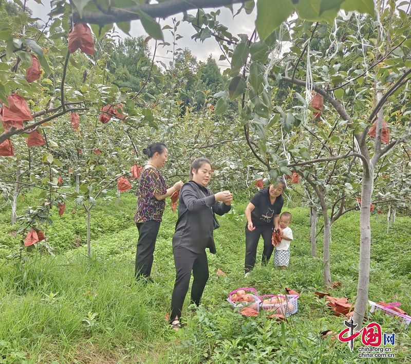 广元市利州区：彩虹梨喜获丰收 铺就“甜蜜”致富路