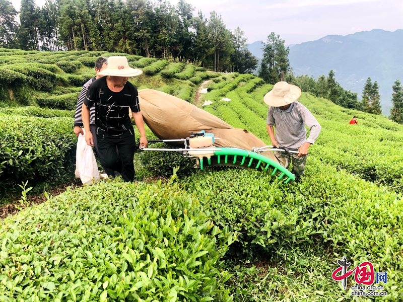 旺苍夏秋茶开发利用项目（一期）竣工投产