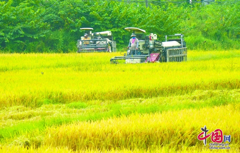 四川南充農産品意氣風發“闖”天下