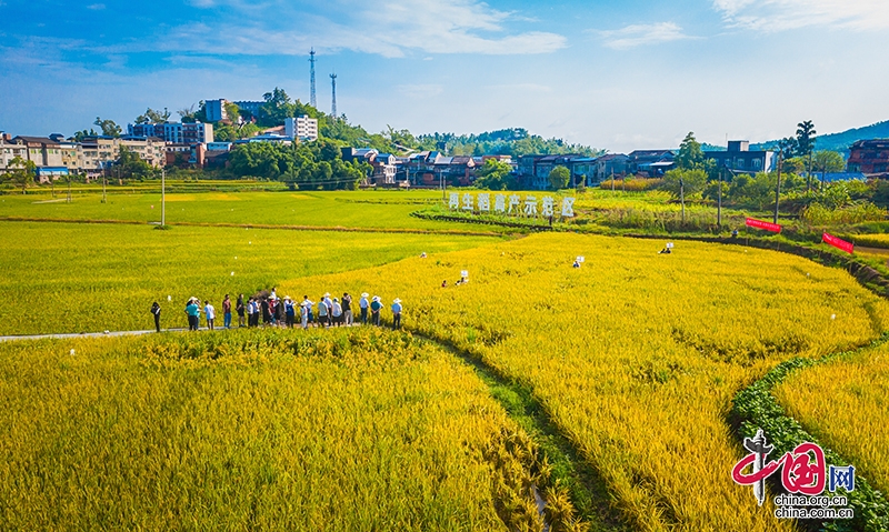 自贡：“再生稻之乡”绘丰景 解锁富顺县增产增收密码