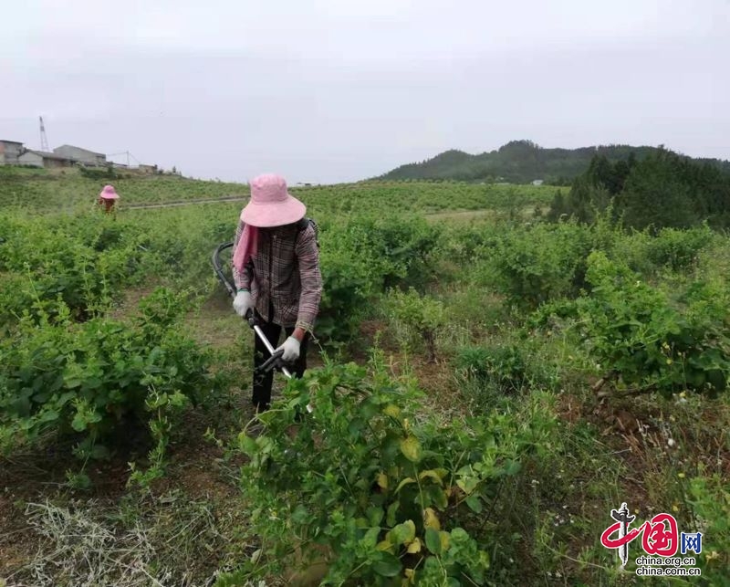 剑阁县开封镇：金银花开出乡村振兴“致富路”