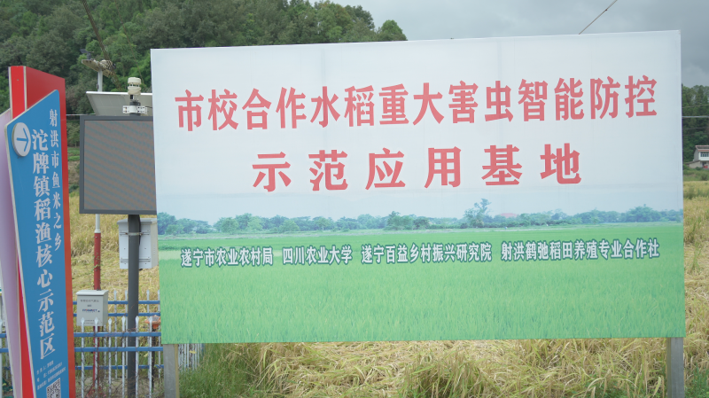 “校地合作”助力遂宁“鱼米之乡”建设 射洪水稻病虫害可望实现掌上监控